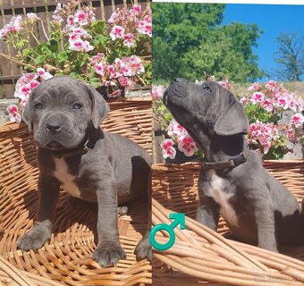 cane corso šteniatka - 2