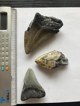Fosília, skamenelina, Megalodon, zub, žralok - inzerát č.8 - 2