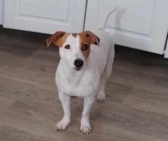 Jack Russell - 2