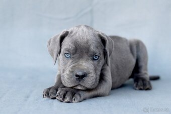 Cane corso s PP - 2