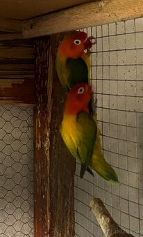 Agapornis fischer - 2