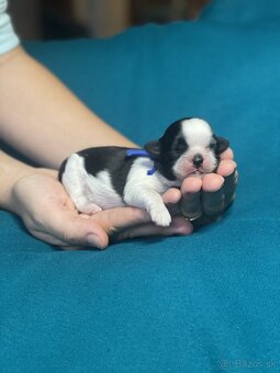 Shih-tzu S PP (Ši cu, shih tzu) - 2