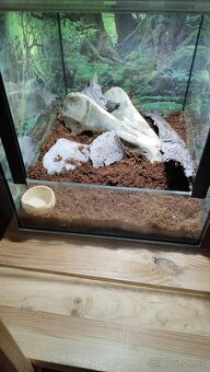 🦎 Predám kompletne zariadené teráriá – 25×30×25 cm - 2