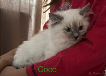 Predám mačiatka Ragdoll s PP voľná len Coco, Clea-predaná - 2