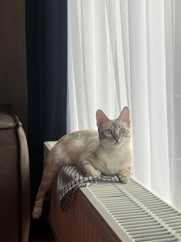 Bengalska snow mačka s PP - 2