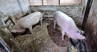 Predám prasničky - 2