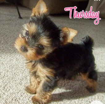 Yorkshire terrier ❤ - 2