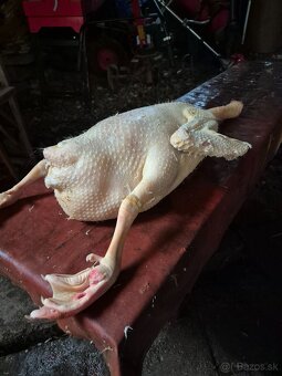 Predam husy/kačice na zarez - 2