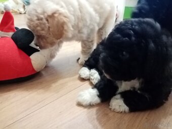 Krížence pudlíka - 2