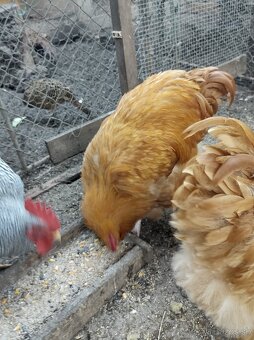 Orpington žltý - 2