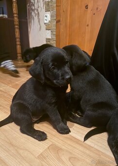Šteniatka LABRADORA - 2