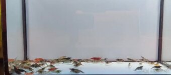 Predám sladkovodné krevetky MIX - 2