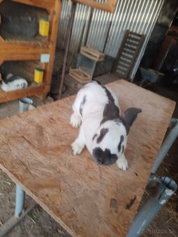 Nemecký obrovitý strakáč - 2