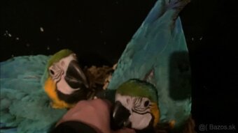 Mláďatá ara ararauna - 2
