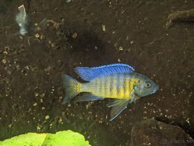 COPADICHROMIS SP. KAWANGA DARK BLUE - 2