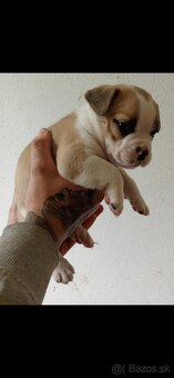 American Bully steniatka - 2