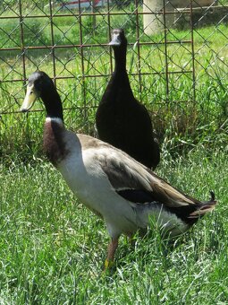 Indické bežce - pár - 2