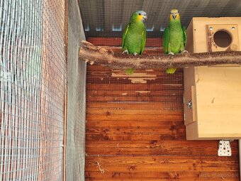 Amazonan Venezuelský - 2