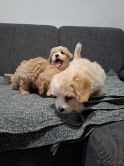 Maltipoo - 2