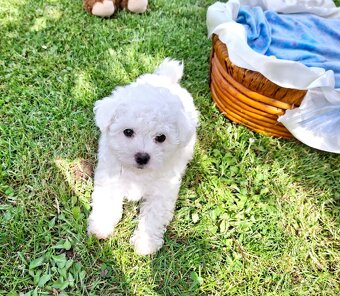 Bichon Havanese /Havanese / Havanskÿ Psík - 2