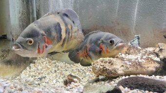 Predam cichlidy - 2