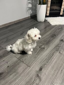 Predám Šteniatko Čistokrvneho Maltezaka - 2