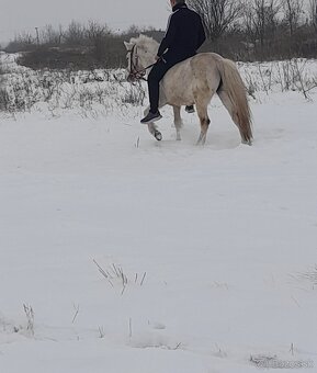 Predám pony kobylu - 2