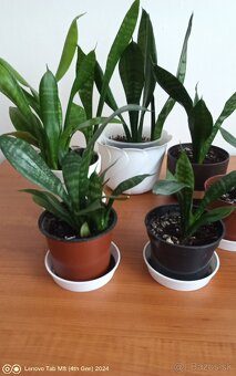 Svokrine jazyky menšie - 2