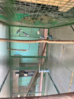 Predám klietku,voliéru,Chovny box - 2