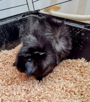 Morské prasiatko. - 2