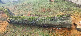 Predám zrezaný kmeň čerešne - 2