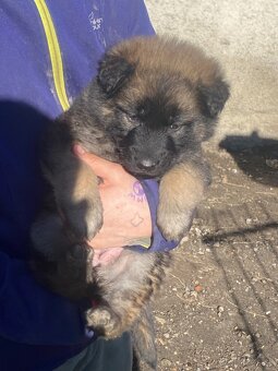 Predám nemecky ovčiak - 2