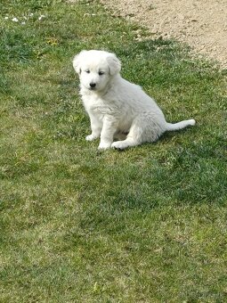 Slovenský čuvač - 2