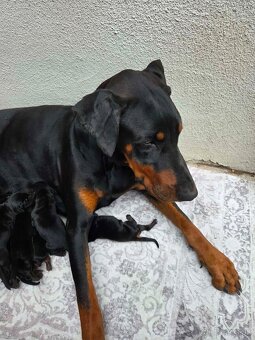 Šteniatka dobermana - 2