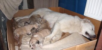 Čuvač a.kangal - 2