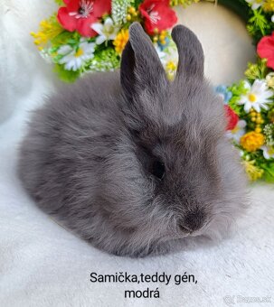 Zakrslý králik teddy gén s VP - samička modrá - 2