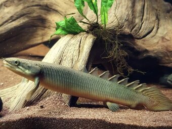 Predám Polypterus Bichir delhezi,senegalsky - 2
