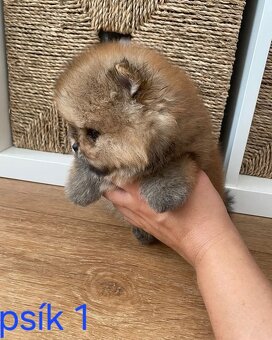 Pomeranian mini Boo - 2