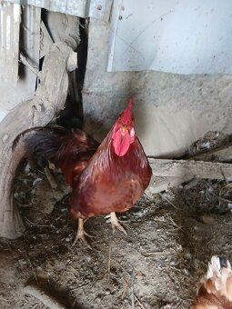 Kohut, kohút dominánt červeny - 2