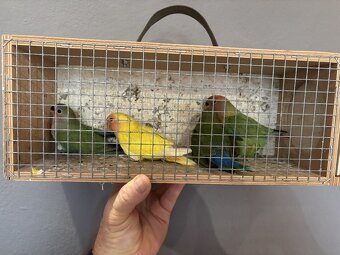 Predám agapornis - 2