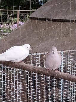 Hrdlicky chichotave - 5 párov - 2