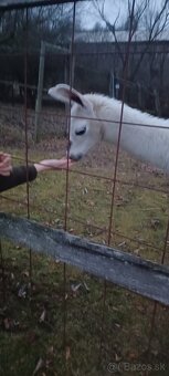 lama krotká - samec - 2