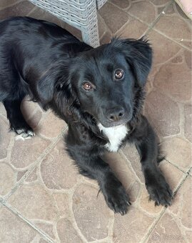 Darujem 8 mesačne šteniatko. - 2