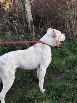 Argentinska doga - 2