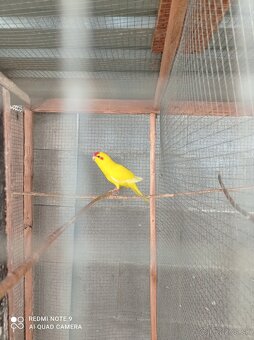 Kakariki - 2