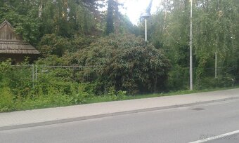 Kalina vrásčitolistá-velký koreň - 2