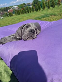 Nemecká doga modrá - 2