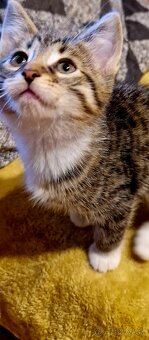 Mix Maine coon - 2