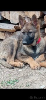 Predám šteniatka fenky  nemeckého ovčiaka - 2