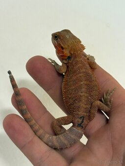 Red Agama bradatá - 2